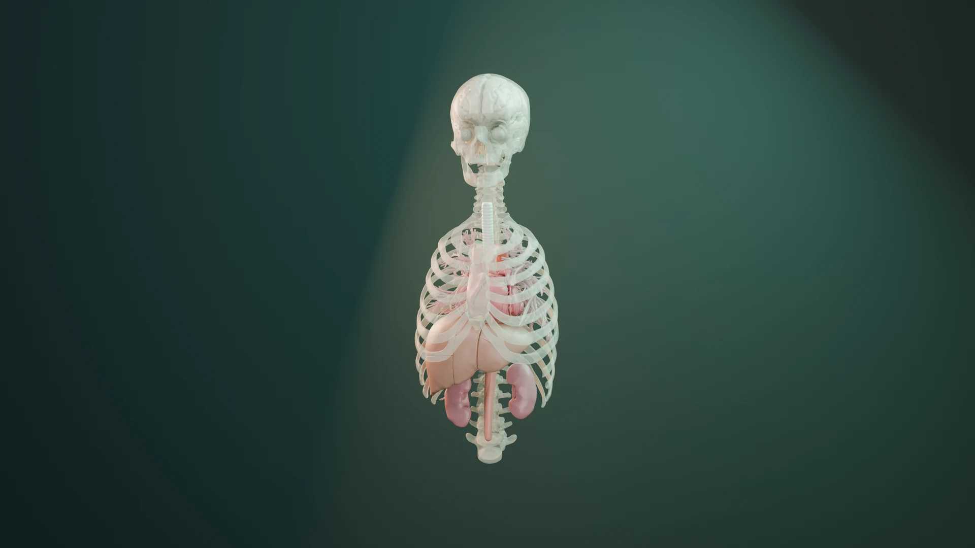 Source-derived three-dimensional rendering of upper-body anatomy, with translucent skeletal context